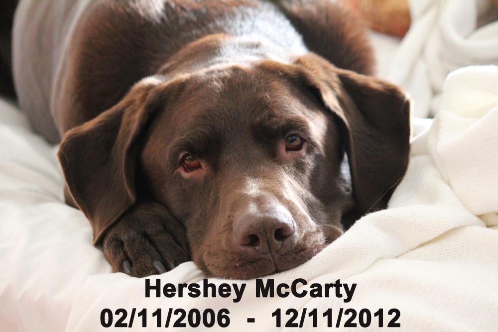 Hershey McCarty